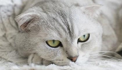 亚运会赛场突发!队医被曝赛后指控,曼联球员通过开云应对